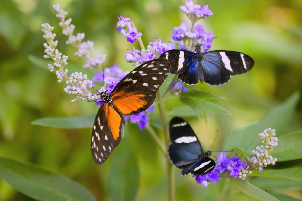 Three Colorful Butterflies On Blossoms In Spring Oregon Usa Canvas Art - Craig Tuttle Design Pics (38 x 24)