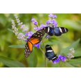 thumbnail image 1 of Three Colorful Butterflies On Blossoms In Spring; Oregon, Usa Poster Print (19 x 12), 1 of 3