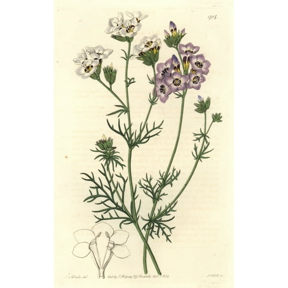 Three-Coloured Gilia Or Birds Eyes, Gilia Tricolor Poster Print By ® Florilegius Mary Evans (24 X 36)