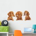 thumbnail image 1 of Three Dachshund Puppies Wall Mural by Wallmonkeys Peel and Stick Graphic (36 in W x 16 in H) WM264801, 1 of 4