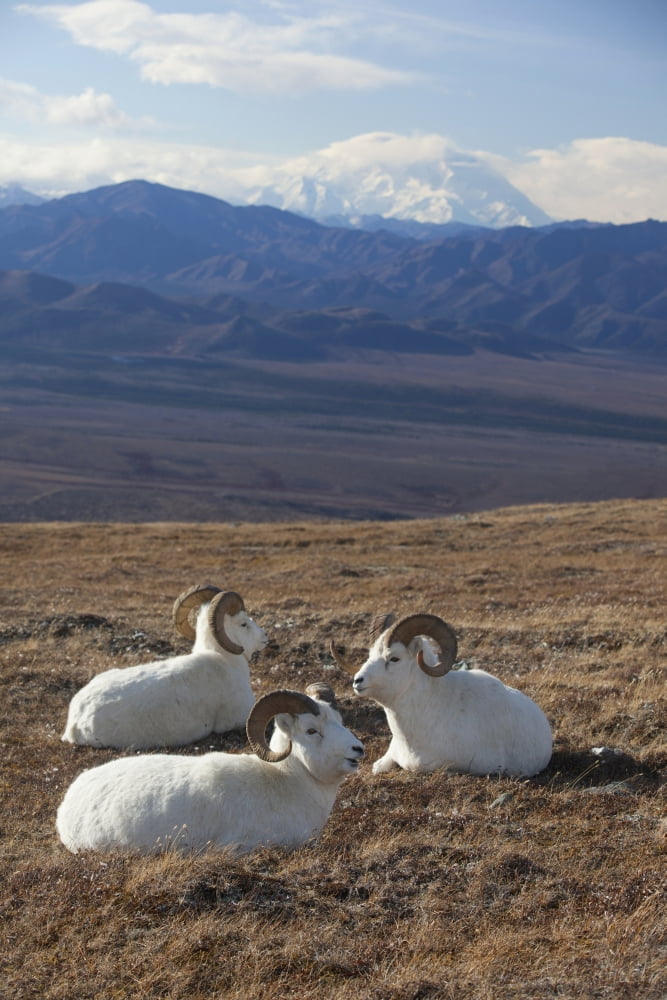 Three Dall Sheep Ram Resting In A High Mountain Meadow With Mt Mckinley In The Background Interior Alaska Autumn Canvas Art - Doug Lindstrand Design Pics (24 x 38)