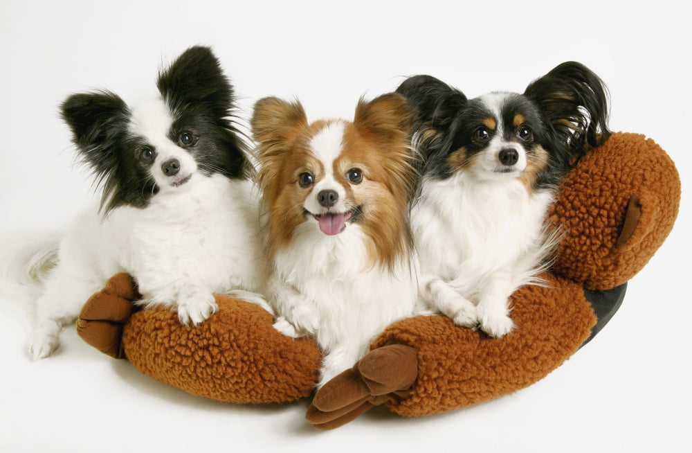 Three Dogs Canvas Art - Don Hammond Design Pics (17 x 11)