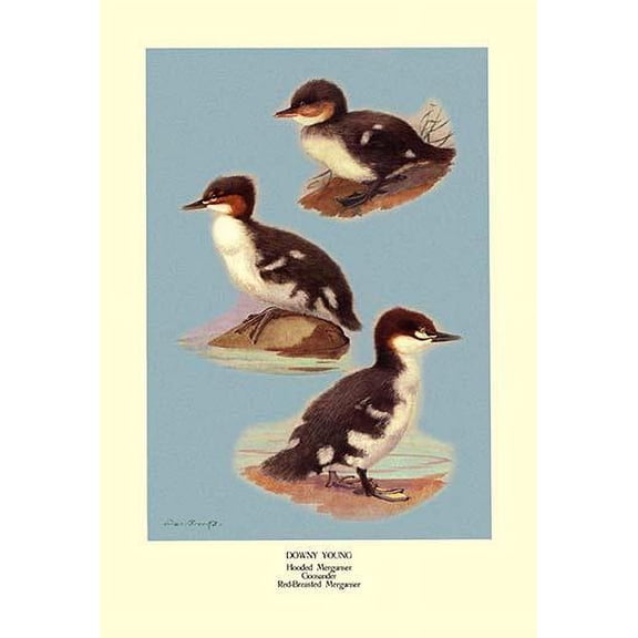 Three Downy Young Ducks-Fine Art Canvas Print (20" x 30")