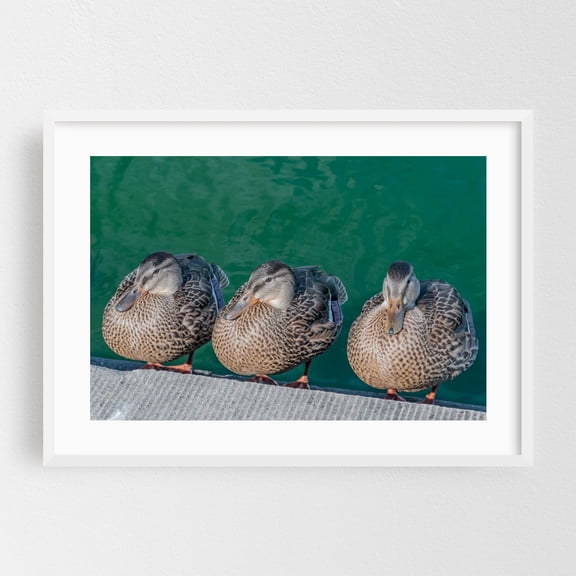Three Ducks in a Row, Senate Reflecting Pool, Washington DC - Washington District of Columbia Photography Wildlife Bird Animal Lake Nature Water Scenic White Framed Wall Art Print 24 x 36 inches