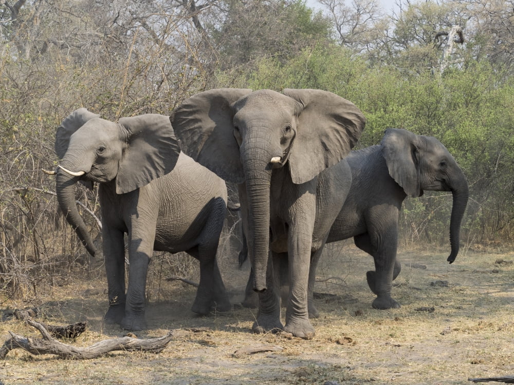 Three Elephants in defensive posture Linyanti Concession Ngamiland Botswana Canvas Art - Panoramic Images (12 x 16)