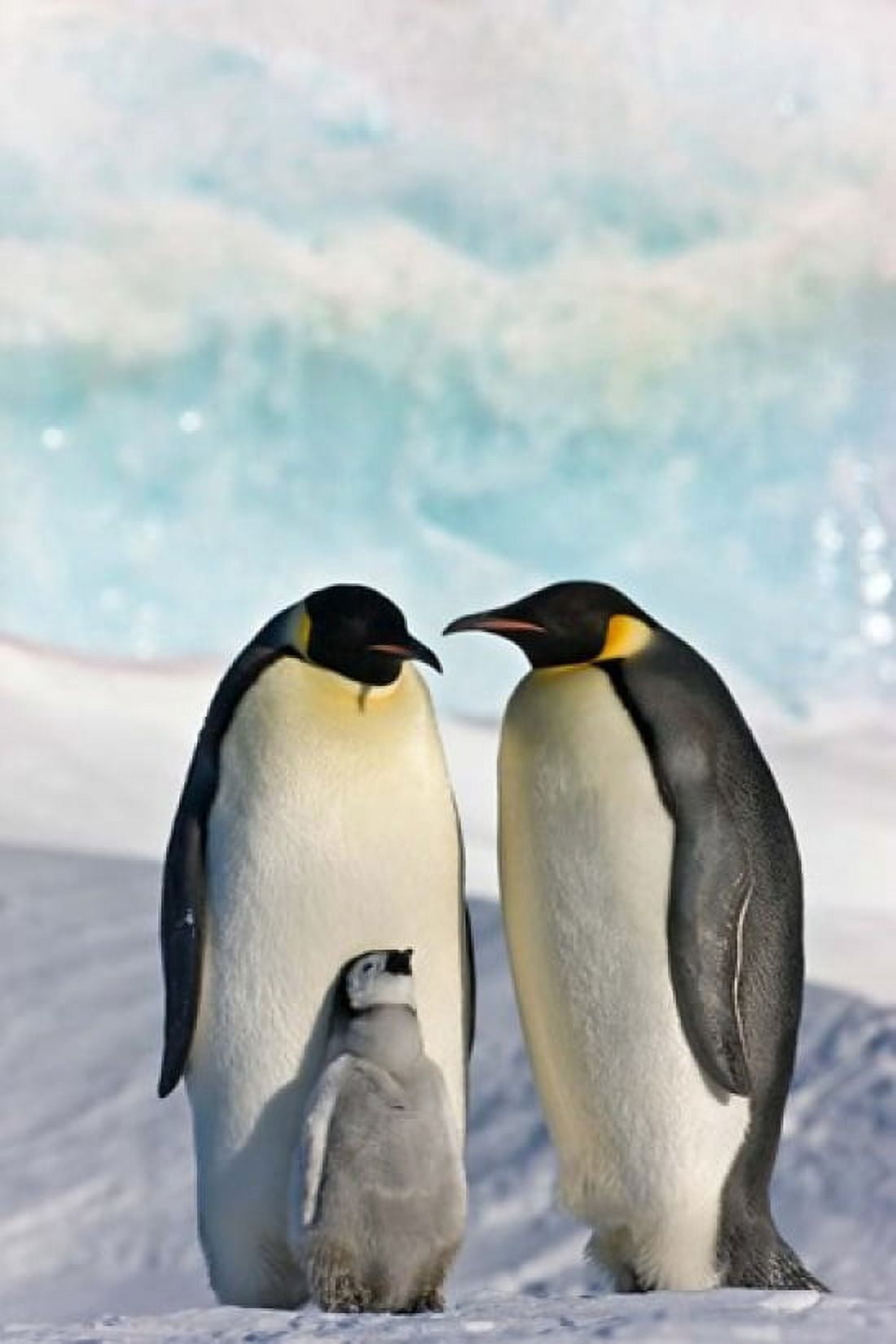Three Emperor Penguin Snow Hill Island Antarctica Canvas Art - Keren Su DanitaDelimont (25 x 38)