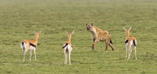 Three Gazelle fawns (Gazella thomsoni) and a Spotted hyena (Crocuta crocuta) in a field Ngorongoro Conservation Area Tanzania Canvas Art - Panoramic Images (24 x 12)