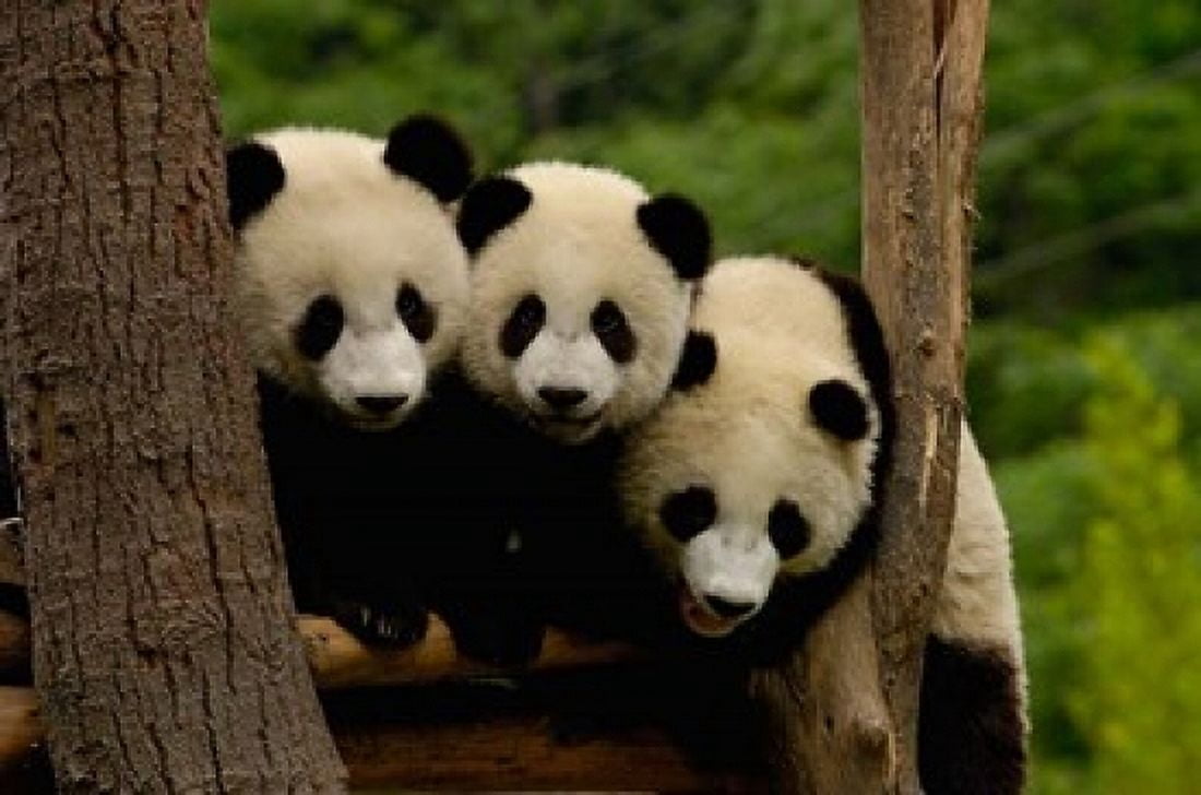 Three Giant panda bears Canvas Art - Pete Oxford DanitaDelimont (38 x 26)