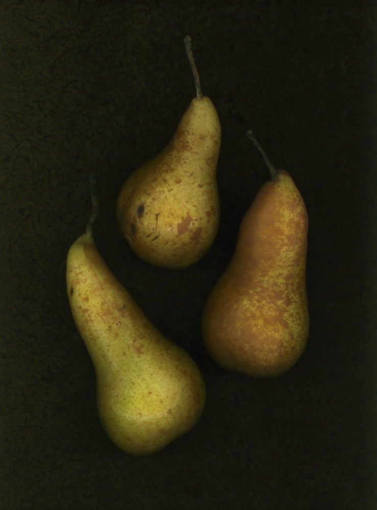 Three Golden Pears Canvas Art - Deddeda Design Pics (24 x 32)