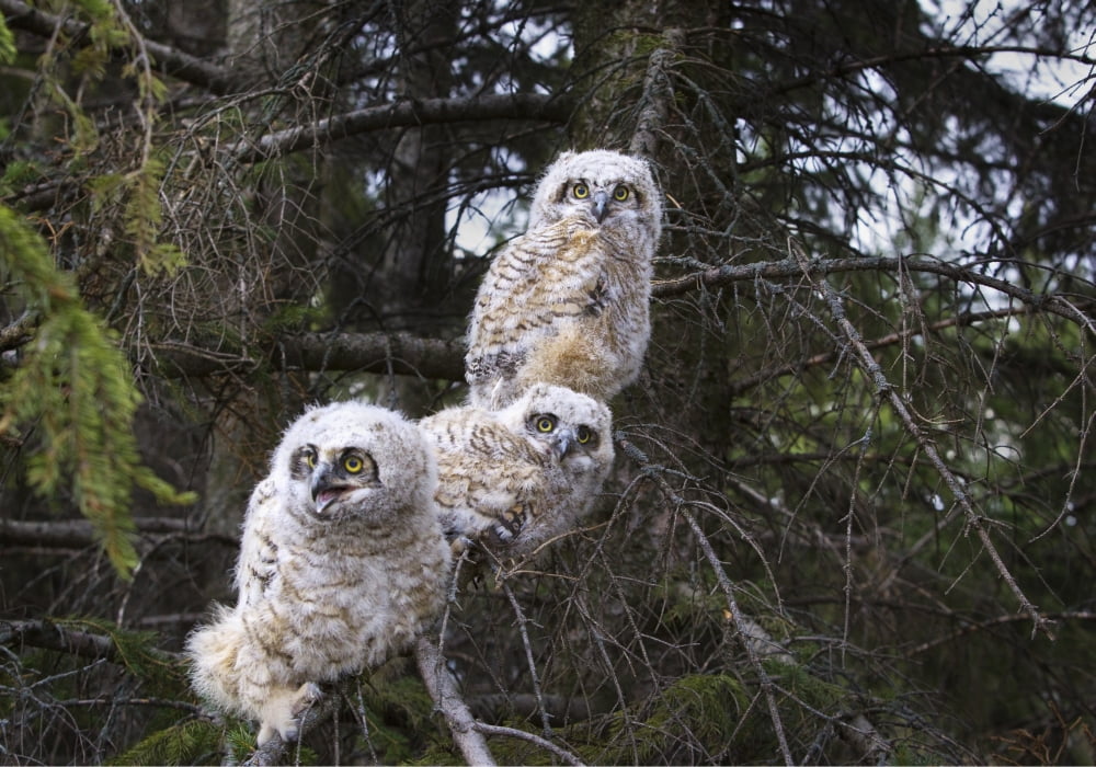 Three Great Horned Owl (Bubo Virginianus) Chicks In A Tree Edmonton Alberta Canada Canvas Art - Richard Wear Design Pics (38 x 26)