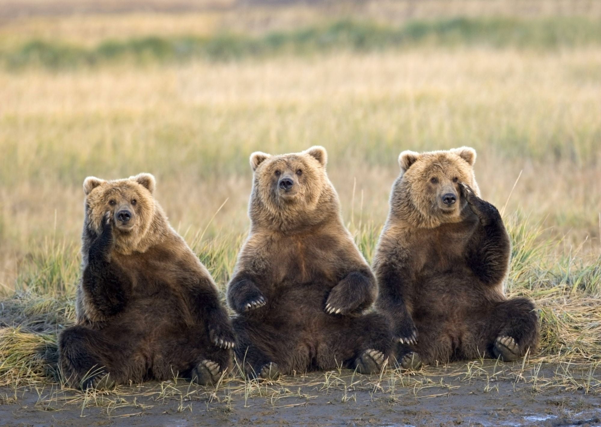 Three Grizzlies Sitting In Meadow Scratching Faces Katmai National Park Alaska Composite Canvas Art - Gary Schultz Design Pics (17 x 12)