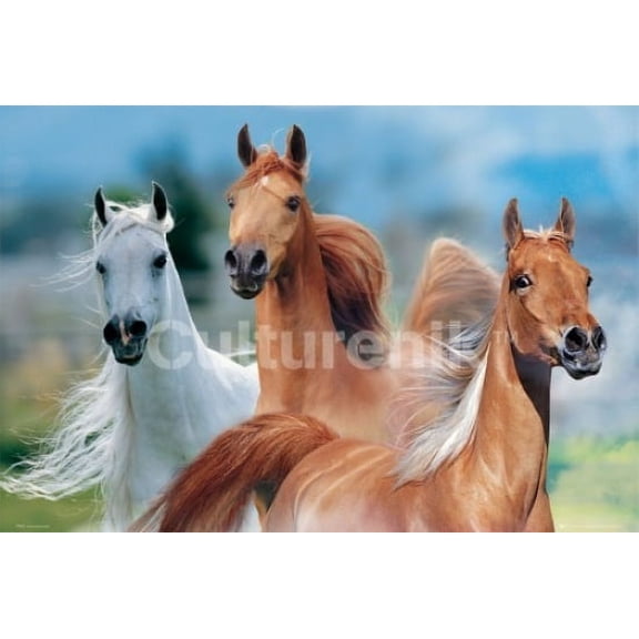 Three Horses - Bob Langrish Poster (36 X 24)