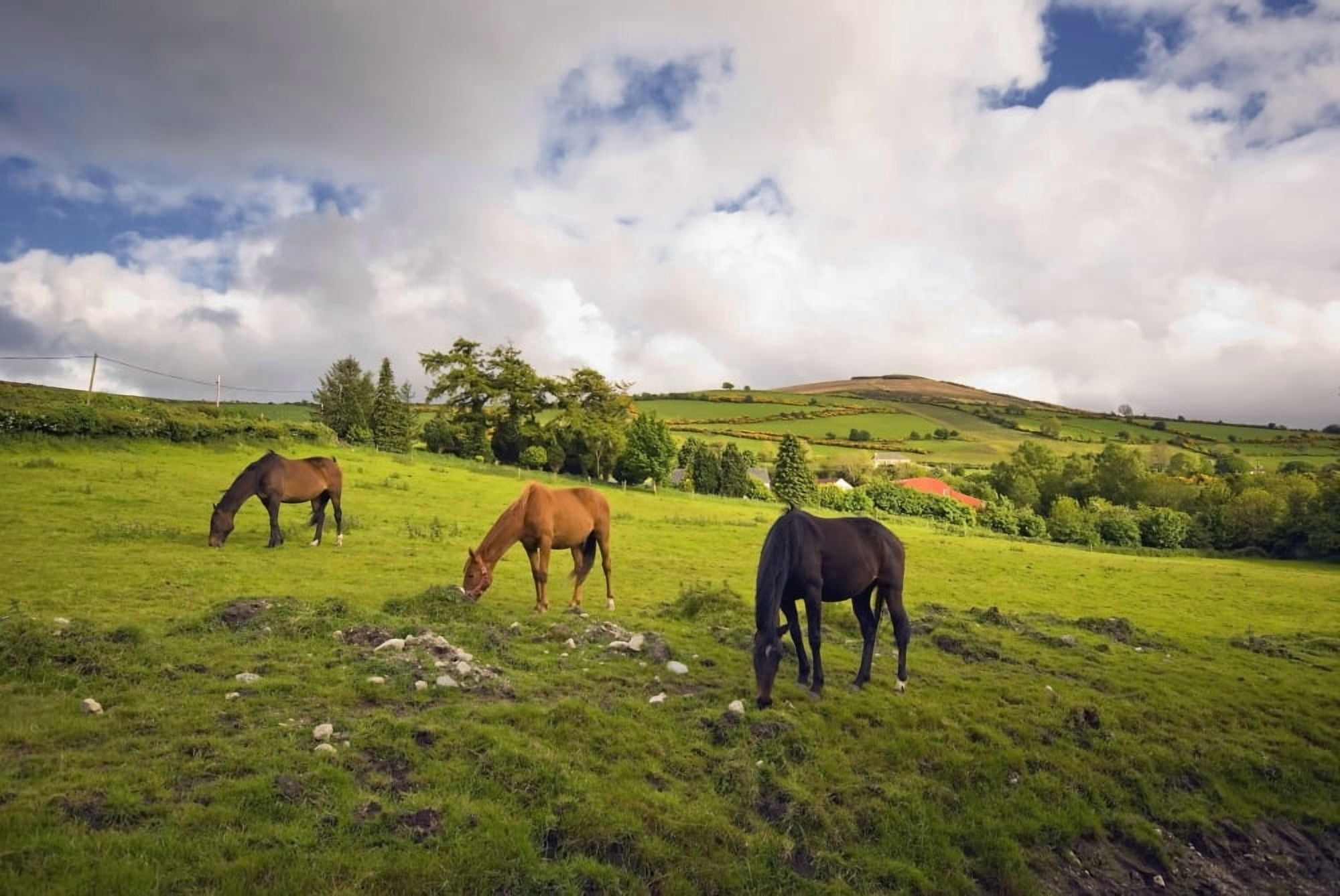 Three Horses Grazing In Field Canvas Art - Millan Knapik Design Pics (18 x 12)
