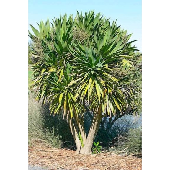 Three Kings Cabbage Tree Seeds for Planting (30 Seeds) - Cordyline banksii