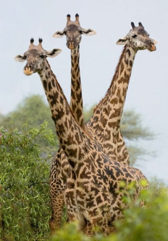 Three Masai giraffe standing in a forest Lake Manyara Lake Manyara National Park Tanzania Canvas Art - Panoramic Images (17 x 24)