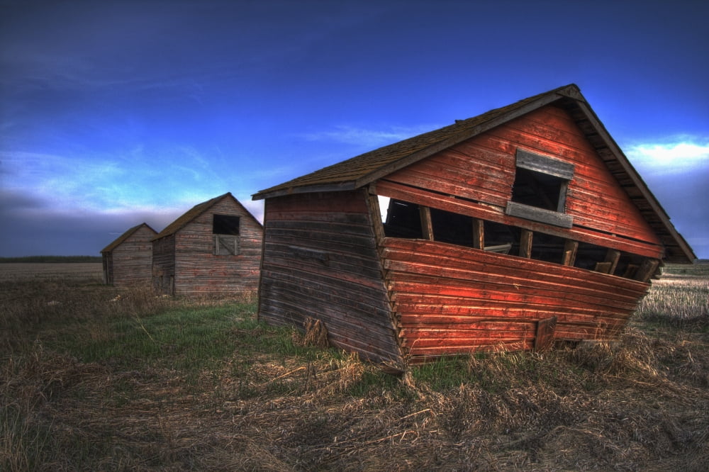 Three Old Red Granaries On The Alberta Prairie North Of Edmonton Canvas Art - Dan Jurak Design Pics (17 x 11)