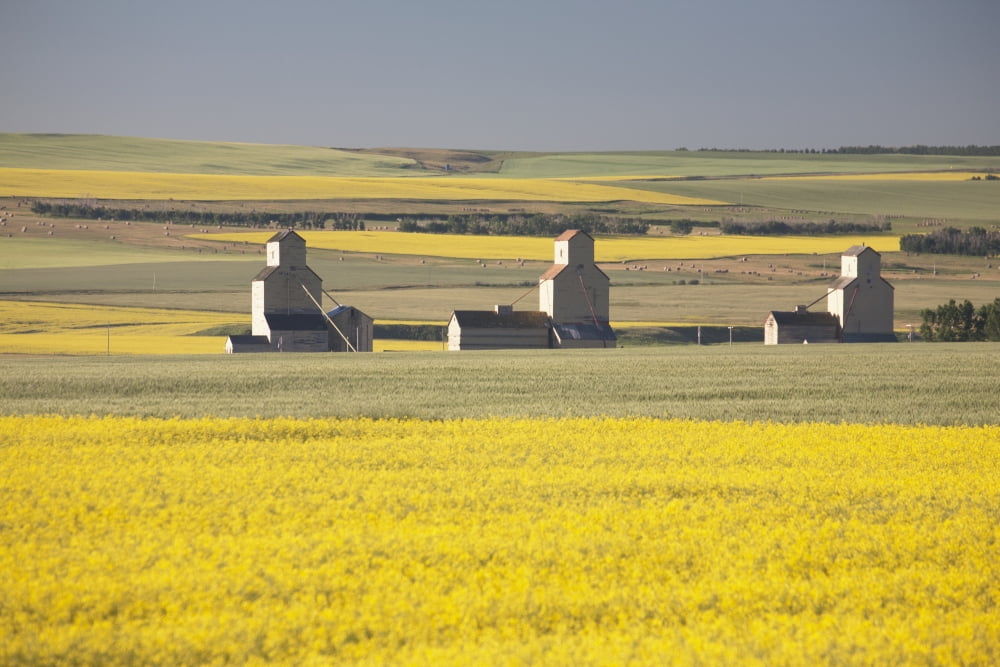 Three Old Wooden Grain Elevators At Sunrise With Flowering Canola Fields In The Foreground And Background Mosleigh Alberta Canada Canvas Art - Michael Interisano  Design Pics (19 x 12)