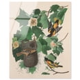 thumbnail image 1 of Three Orioles Acrylic Print Vintage Art by Art Remedy, Ready to Hang, 30 x 36, 1 of 6