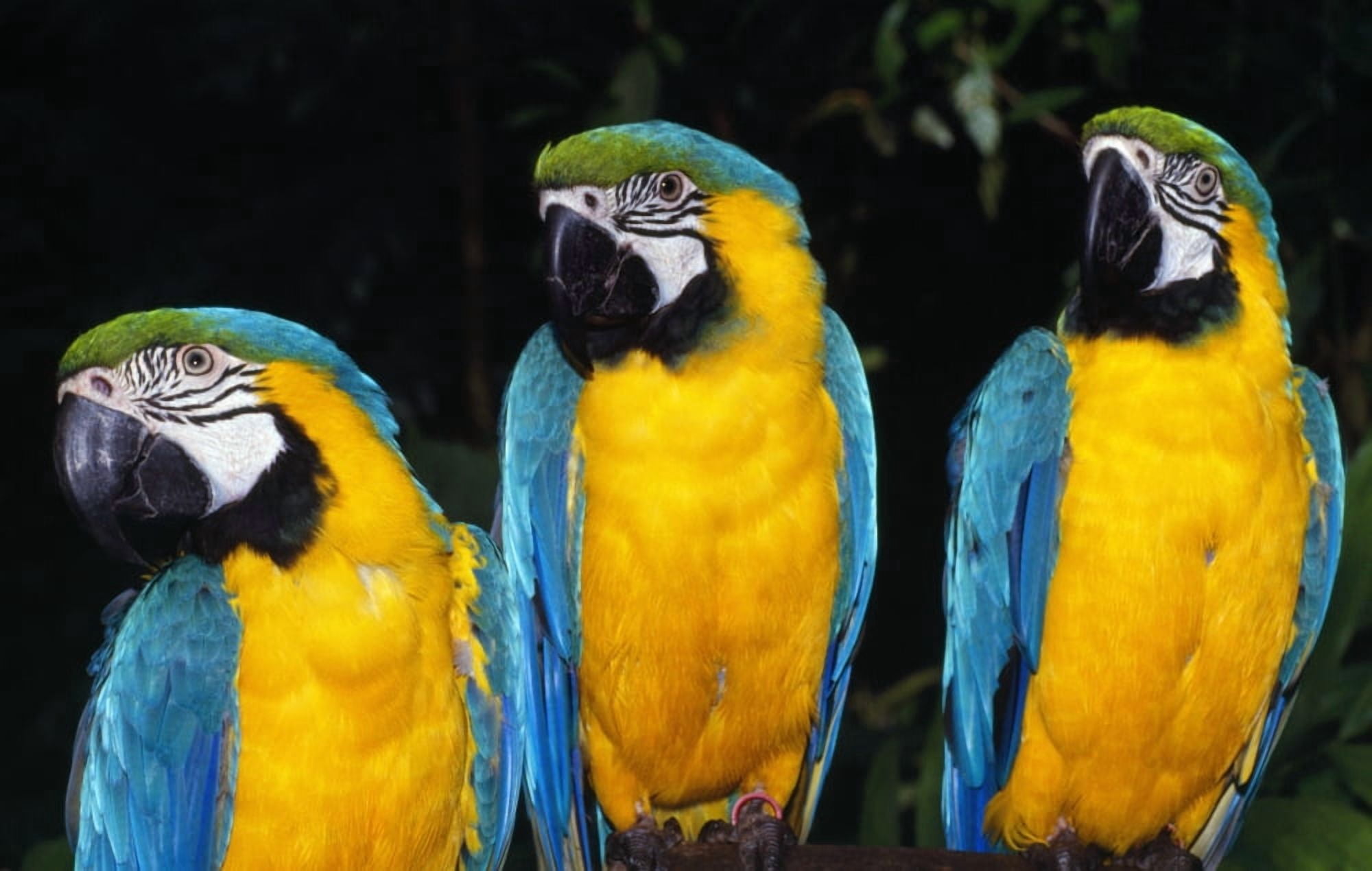 Three Parrots Canvas Art - Natural Selection Ralph Curtin Design Pics (38 x 24)