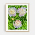 thumbnail image 1 of Three Peonies on a Beautiful Spring Morning - Pennsylvania Photography Floral Flowers Botanical Garden Pastel Nature Summer Oak Framed Wall Art Print 12 x 16 inches, 1 of 12