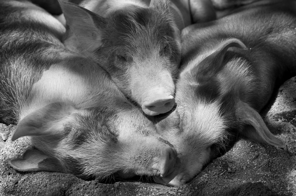 Three Piglets Sleeping Against Each Other In The Shade Granby Zoo Granby Quebec Canvas Art - Patrick La Roque Design Pics (34 x 22)