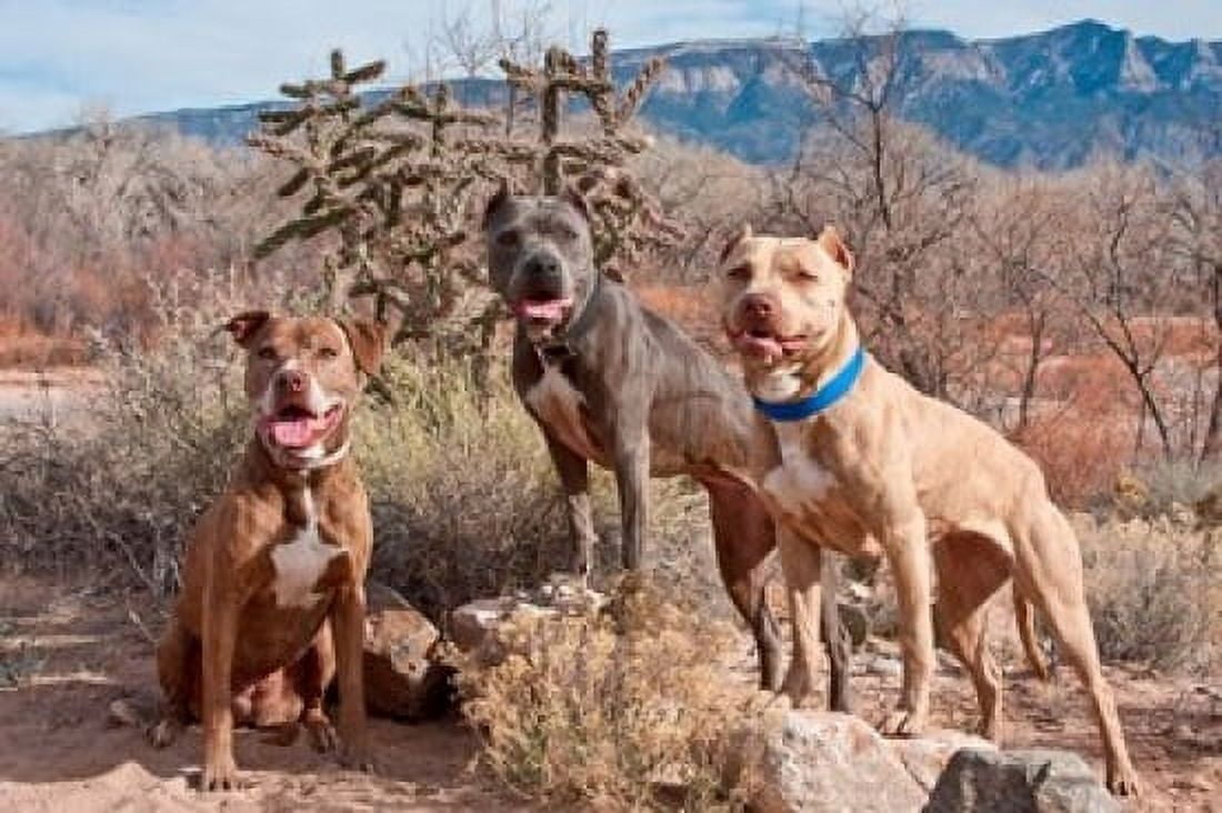 Three Pitt Bull Terrier dog New Mexico Canvas Art - Zandria Muench Beraldo DanitaDelimont (24 x 16)