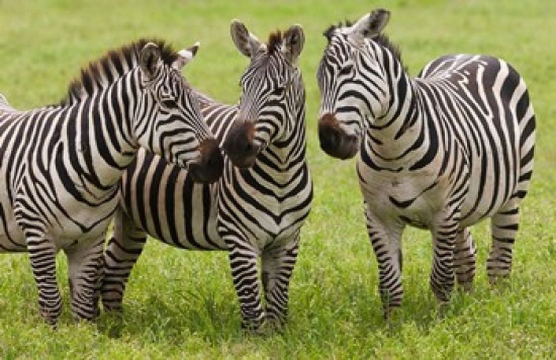 Three Plains zebras Tanzania Canvas Art - Art Wolfe DanitaDelimont (36 x 23)