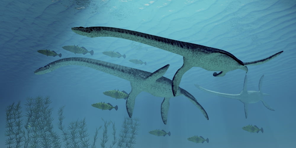 Three Plesiosaurus dinosaurs migrate with a school of fish Canvas Art - Corey FordStocktrek Images (40 x 20)