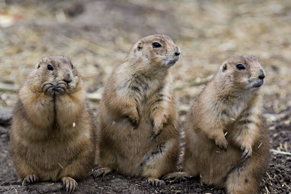 Three Prairie Ground Squirrels Saskatoon Saskatchewan Canvas Art - Chad Coombs Design Pics (17 x 11)