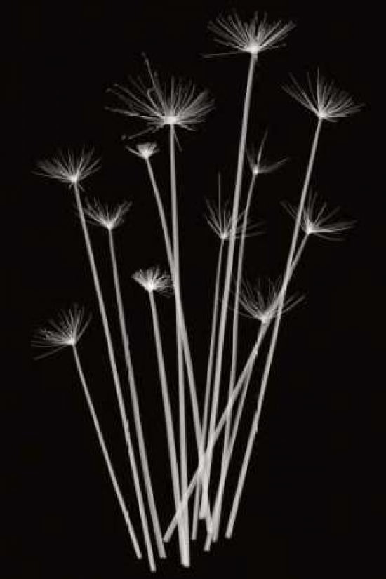 Three Rushes Canvas Art - Jim Wehtje (24 x 36)