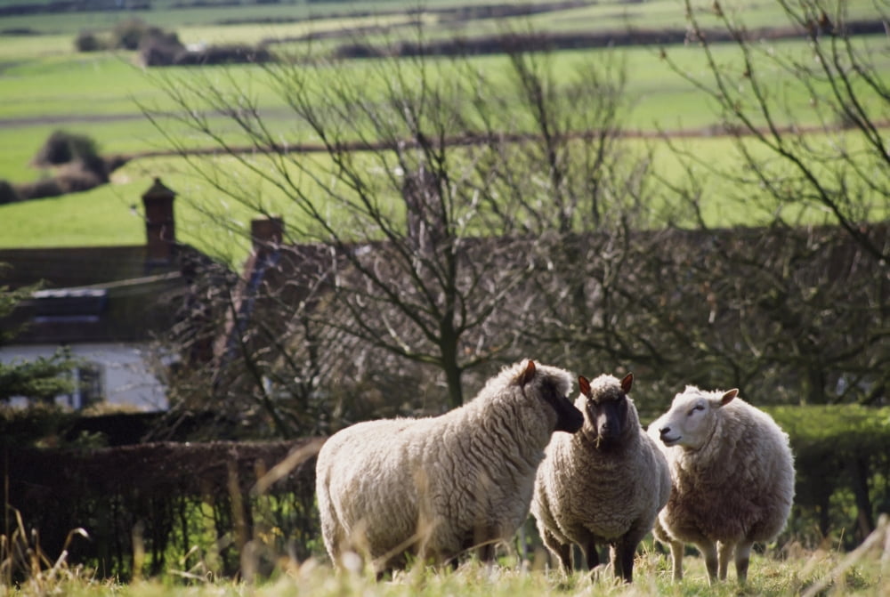 Three Sheep In A Field With Stone Houses And Pastures In The Background Canvas Art - Jenny Acheson Design Pics (18 x 12)