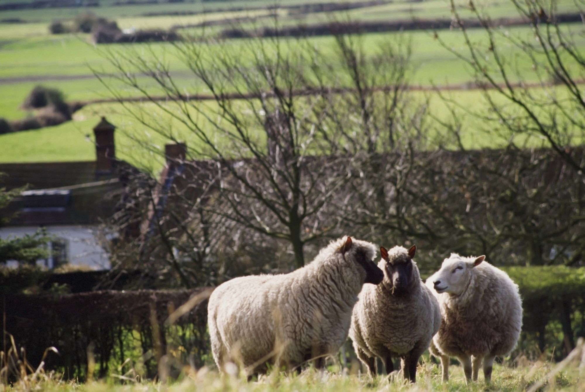 Three Sheep In A Field With Stone Houses And Pastures In The Background Canvas Art - Jenny Acheson  Design Pics (36 x 24)