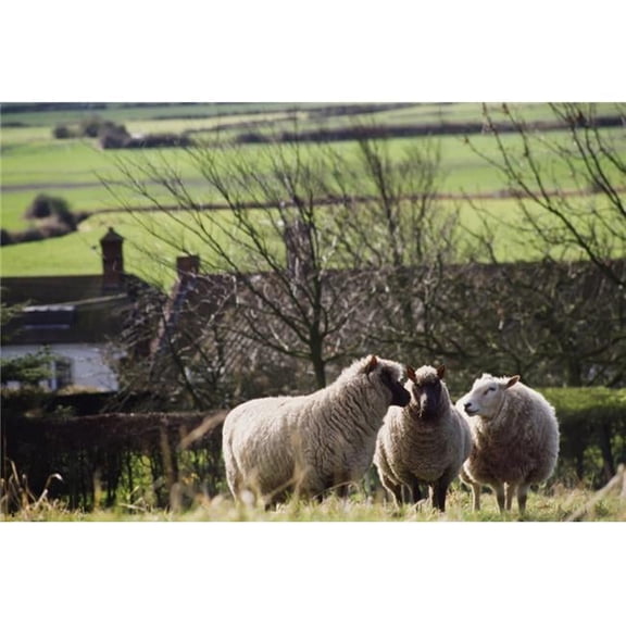Three Sheep In A Field with Stone Houses & Pastures In The Background Poster Print - 18 x 12