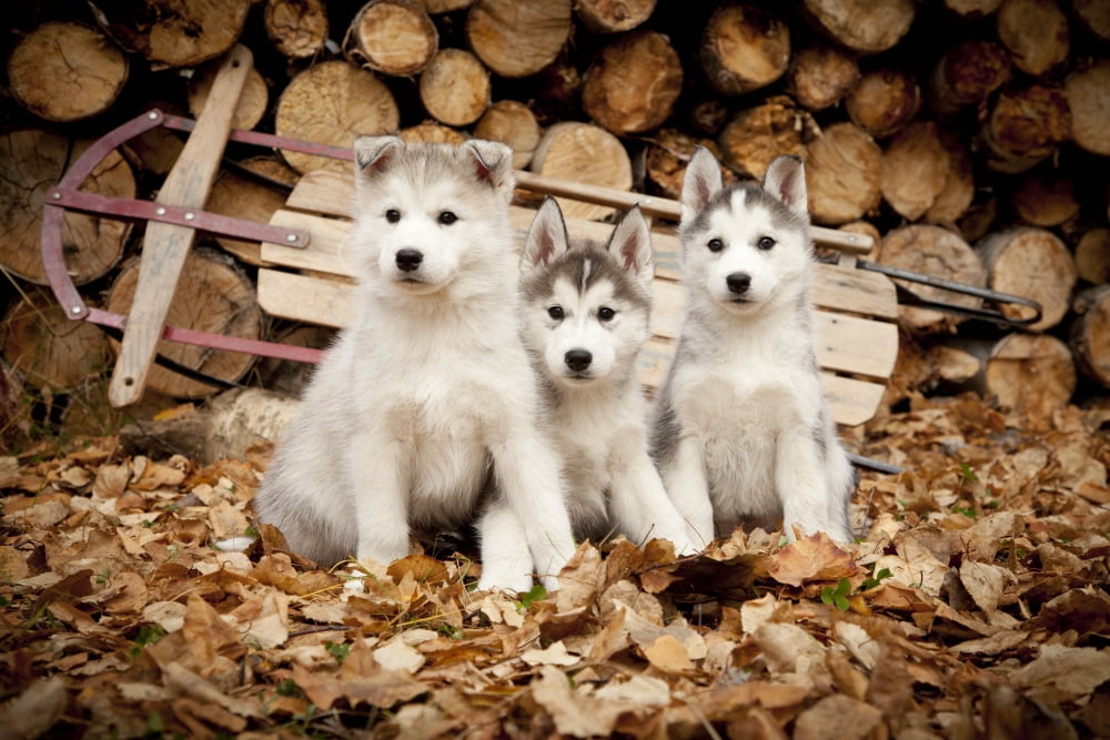 Three Siberian Husky Puppies Sit In Leaves With Runner Sled And Woodpile In The Background Alaska Autumn Canvas Art - Jeff Schultz Design Pics (17 x 11)