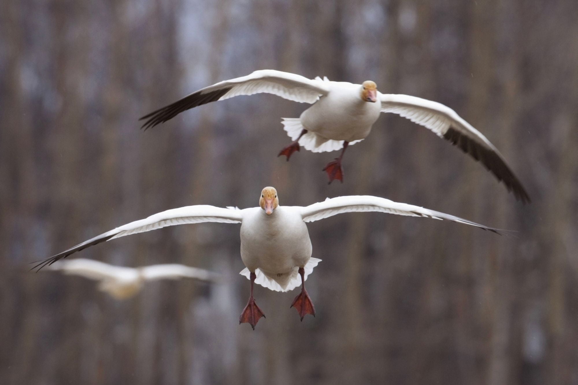 Three Snow Geese In Flight During Spring In The Matanuska Valley Southcentral Alaska Canvas Art - Doug Lindstrand Design Pics (19 x 12)