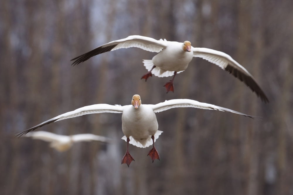 Three Snow Geese In Flight During Spring In The Matanuska Valley Southcentral Alaska Canvas Art - Doug Lindstrand Design Pics (38 x 24)