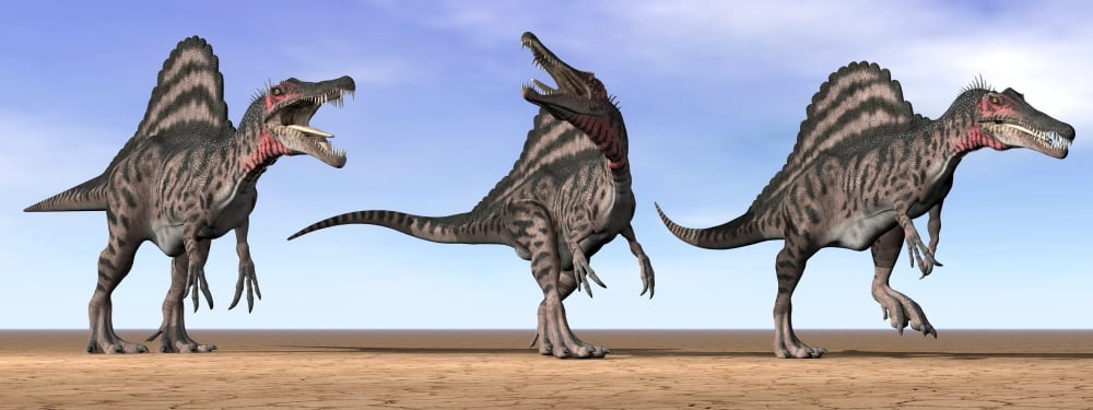 Three Spinosaurus dinosaurs standing in the desert Canvas Art - Elena DuvernayStocktrek Images (46 x 18)