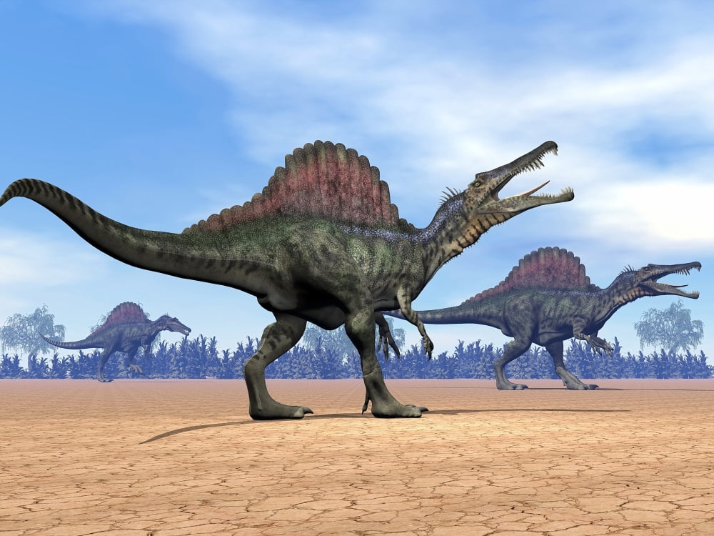 Three Spinosaurus dinosaurs walking in the desert Canvas Art - Elena DuvernayStocktrek Images (17 x 13)
