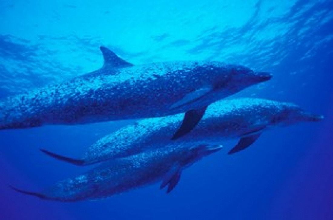 Three Spotted Dolphins Bahamas Caribbean Canvas Art - Michele Westmorland DanitaDelimont (36 x 24)