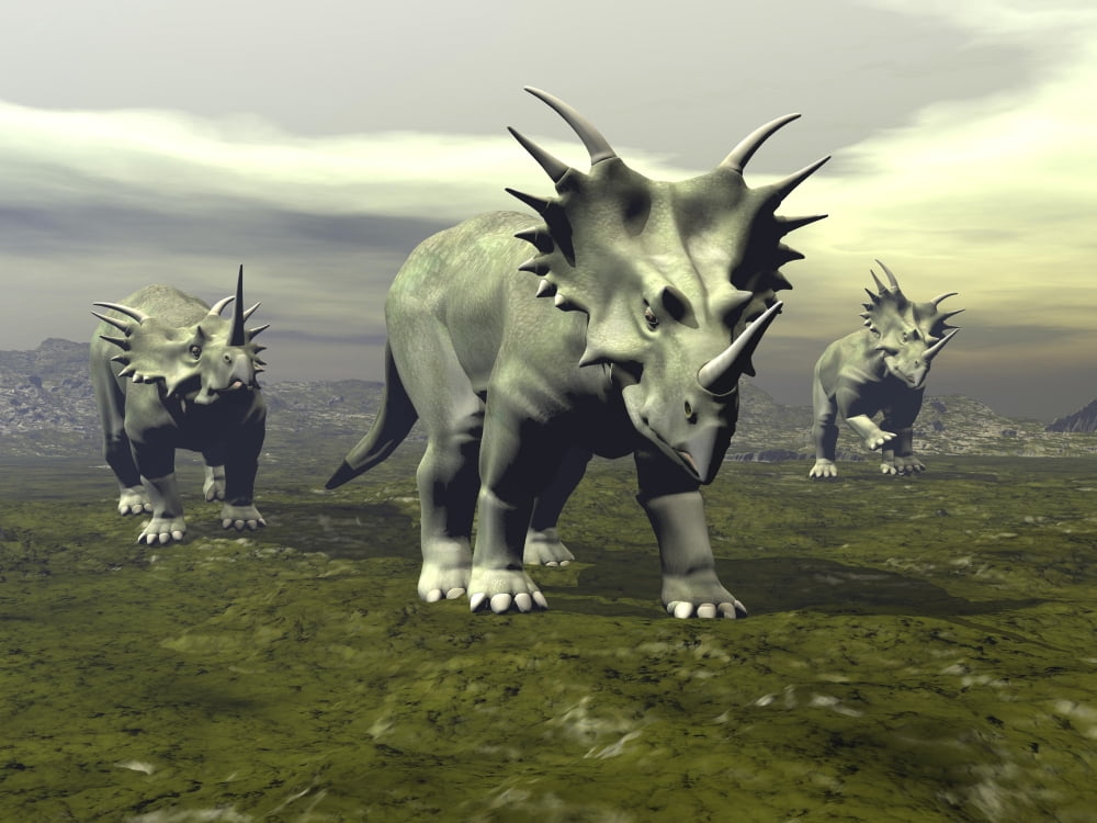 Three Styracosaurus dinosaurs Canvas Art - Elena DuvernayStocktrek Images (17 x 13)