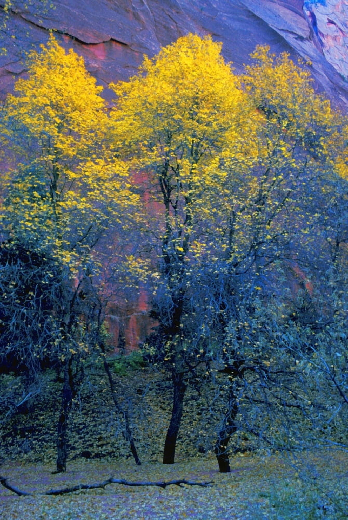 Three Thin Autumnal Trees In Front Of Rock Cliff Canvas Art - Don Hammond Design Pics (11 x 17)