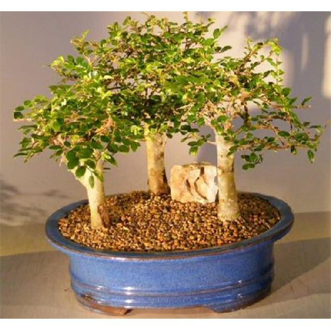 Three Tree Forest Group Aged Ulmus Parvifolia Chinese Elm Bonsai Tree -  Walmart.com