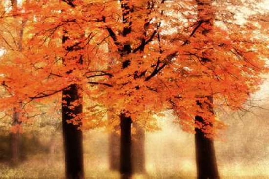 Three Trees Canvas Art - Irene Weisz (12 x 18)