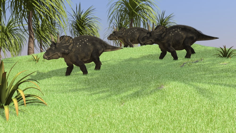 Three Triceratops walking across an open field Canvas Art - Kostyantyn IvanyshenStocktrek Images (38 x 22)