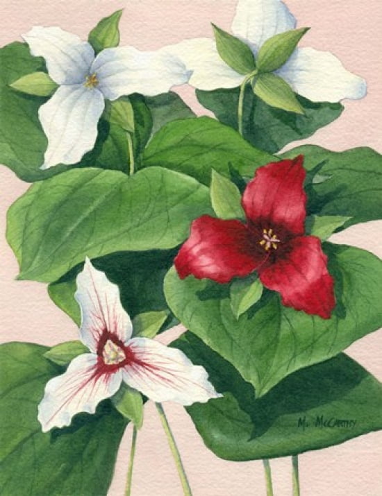 Three Trilliums Canvas Art - Maureen Mccarthy (13 x 17)