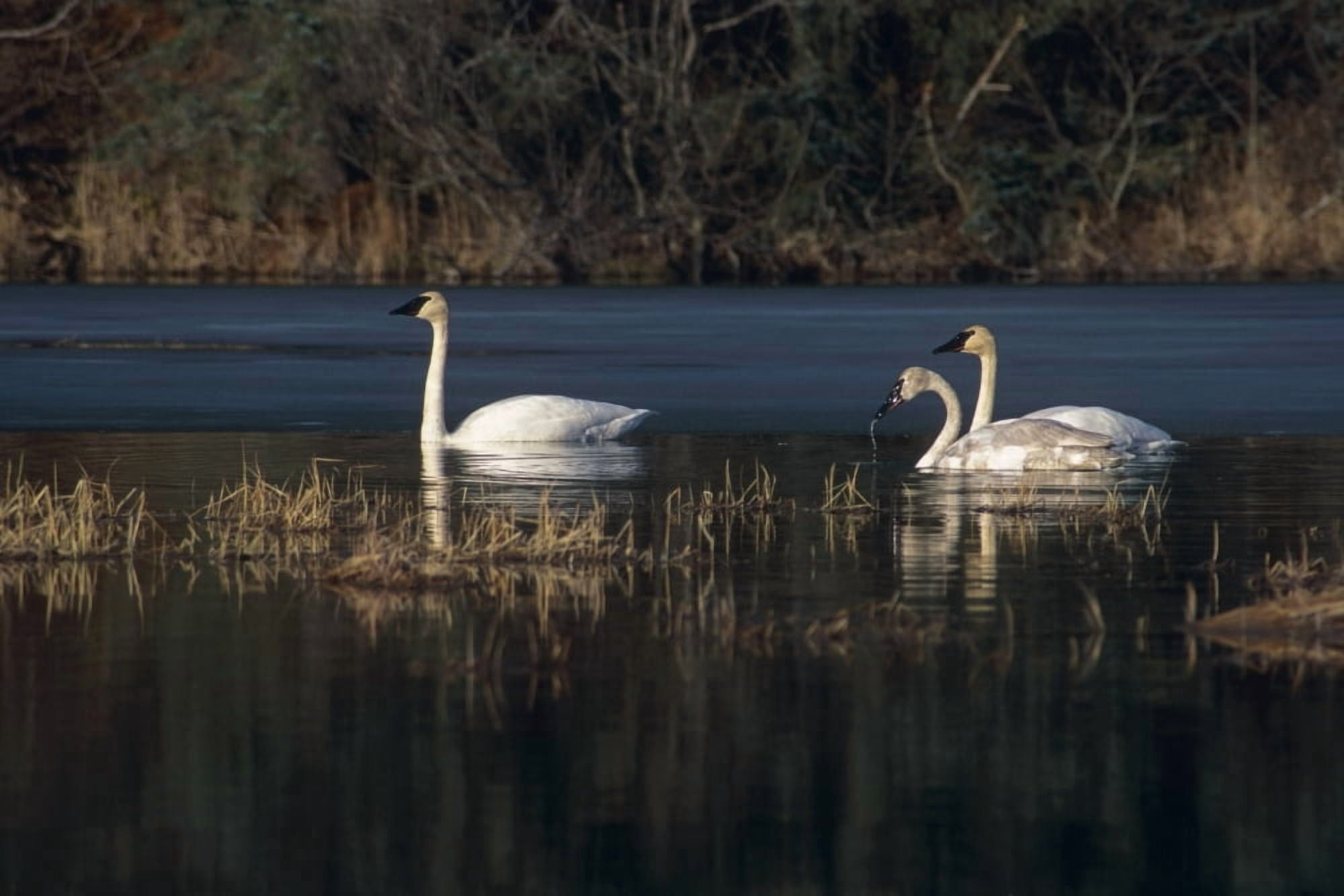 Three Trumpeter Swans On Wetlands In Southcentral Alaska Canvas Art - Greg Hensel Design Pics (34 x 22)
