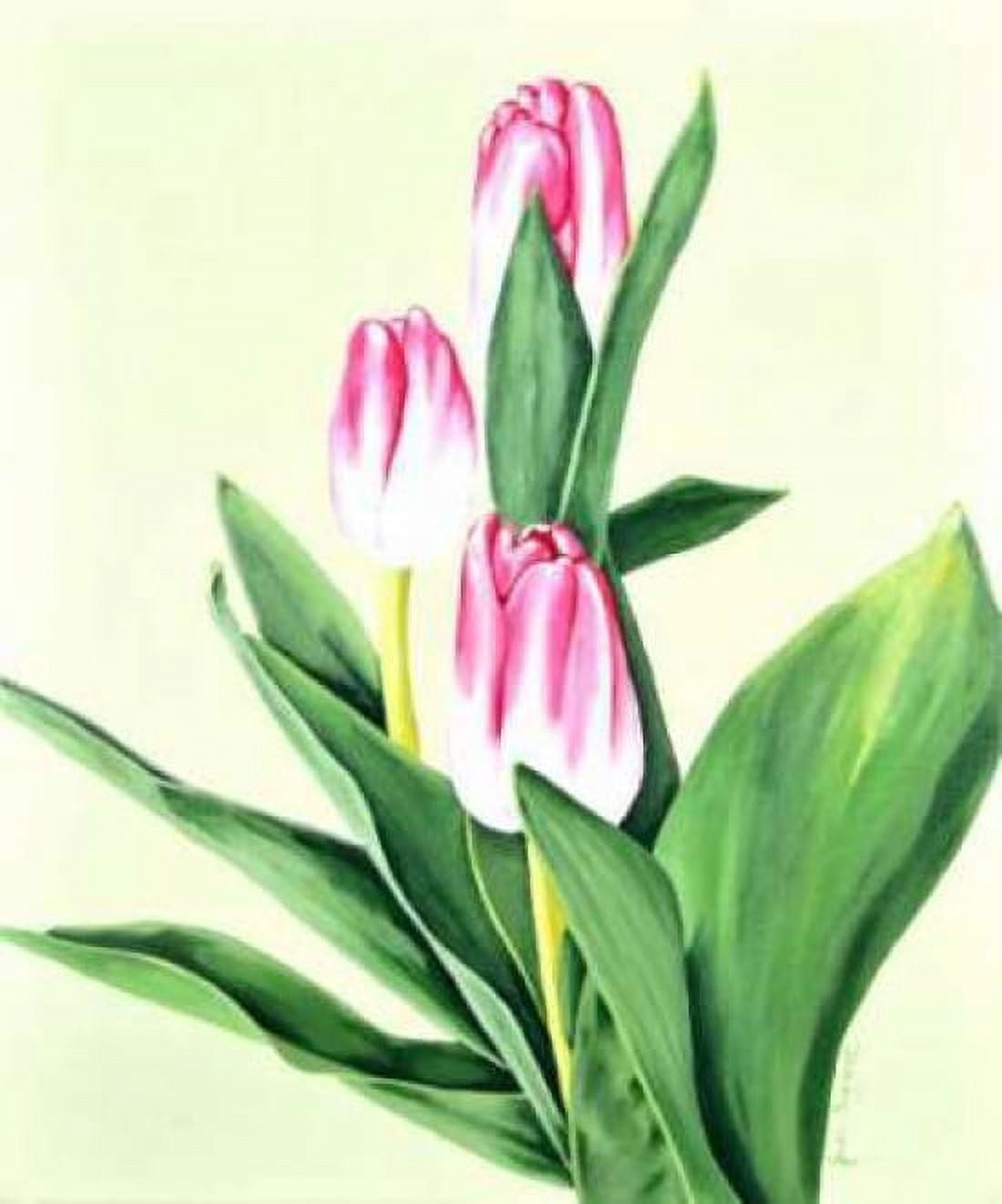 Three Tulips Canvas Art - Jane Segrest (20 x 24)