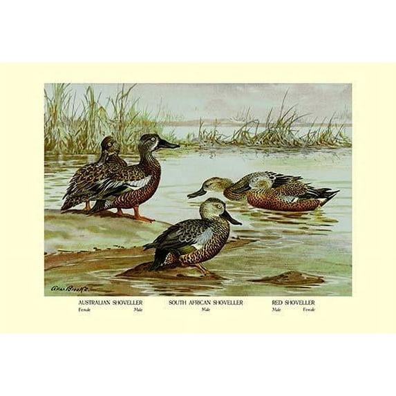 Three Types of Shoveller Ducks-Fine Art Canvas Print (20" x 30")