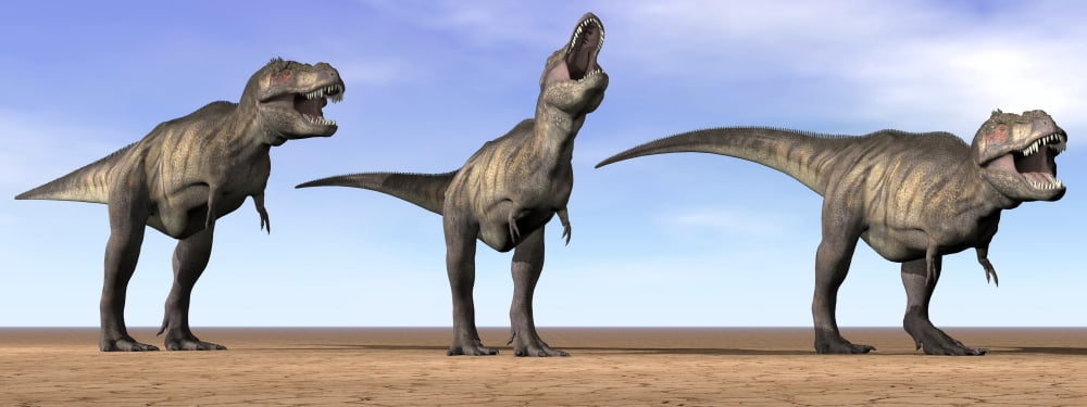 Three Tyrannosaurus Rex dinosaurs standing in the desert Canvas Art - Elena DuvernayStocktrek Images (46 x 18)