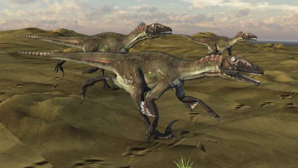 Three Utahraptors running across a desert landscape Canvas Art - Kostyantyn IvanyshenStocktrek Images (19 x 11)